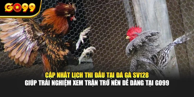 Cập nhật lịch thi đấu tại đá gà Sv128 giúp trải nghiệm xem trận trở nên dễ dàng tại GO99