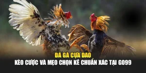 Đá Gà Cựa Dao – Kèo Cược Và Mẹo Chọn Kê Chuẩn Xác Tại GO99