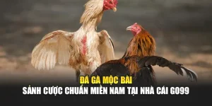 Đá Gà Mộc Bài – Sảnh Cược Chuẩn Miền Nam Tại Nhà Cái GO99