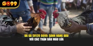 Đá Gà Sv128 GO99: Sảnh Hàng Đầu Với Các Trận Đấu Máu Lửa