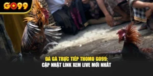 Đá Gà Trực Tiếp Thomo GO99: Cập Nhật Link Xem Live Mới Nhất