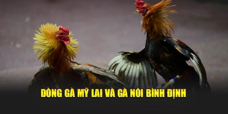 Dòng gà Mỹ lai và gà nòi Bình Định