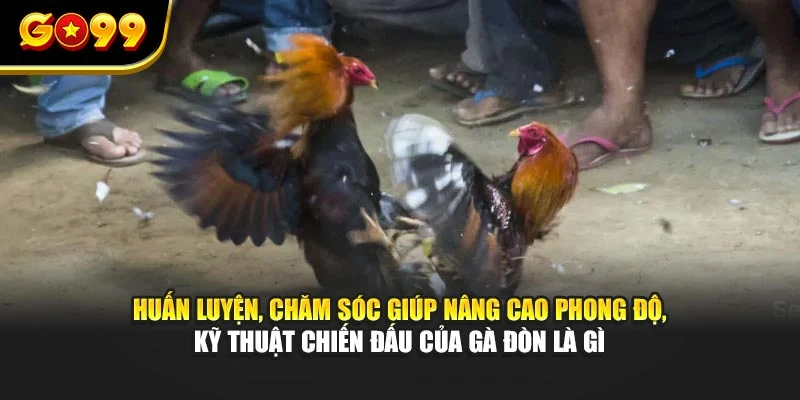 Huấn luyện, chăm sóc giúp nâng cao phong độ, kỹ thuật chiến đấu của gà đòn là gì