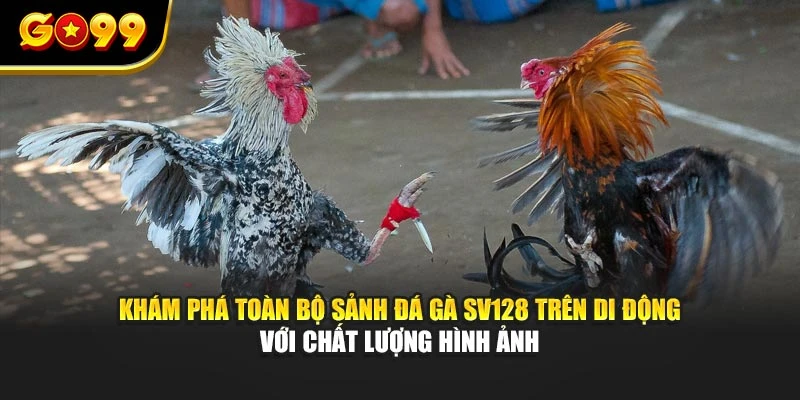 Khám phá toàn bộ sảnh đá gà Sv128 trên di động với chất lượng hình ảnh