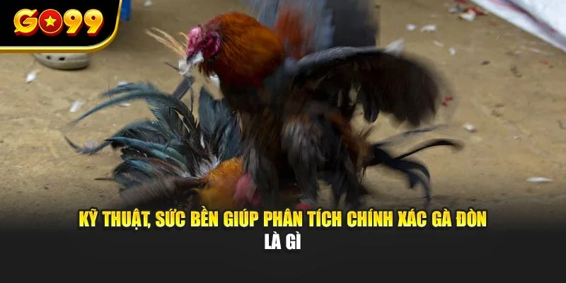 Kỹ thuật, sức bền giúp phân tích chính xác gà đòn là gì
