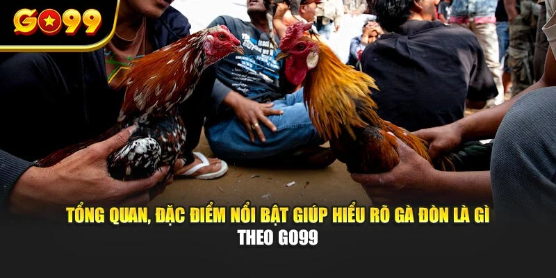 Tổng quan, đặc điểm nổi bật giúp hiểu rõ gà đòn là gì - Theo GO99