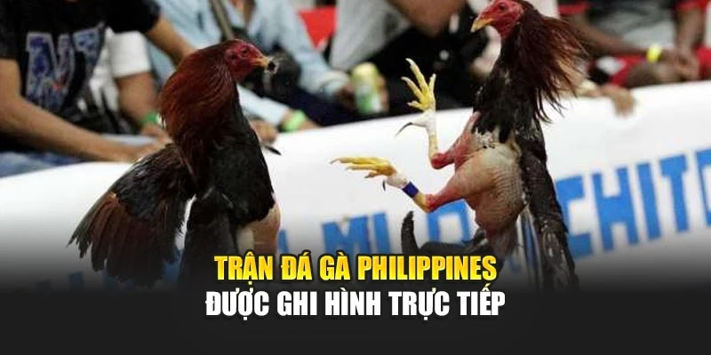 Trận đá gà Philippines được ghi hình trực tiếp