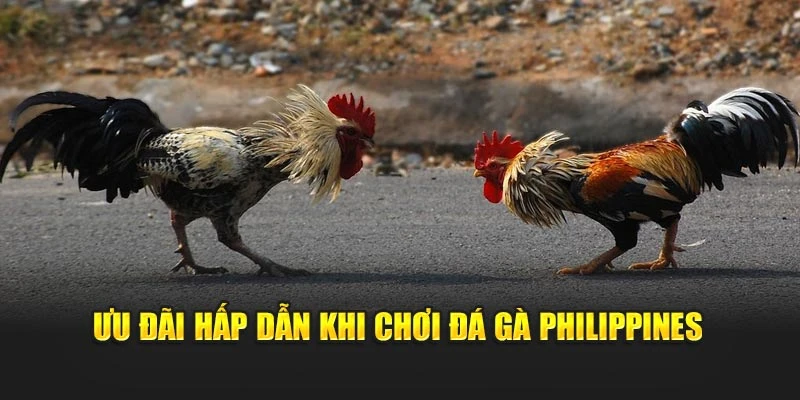 Ưu đãi hấp dẫn khi chơi đá gà Philippines